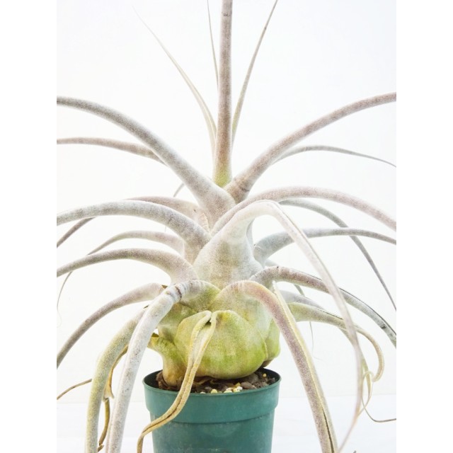 チランジア エーレルシアーナ Tillandsia e...