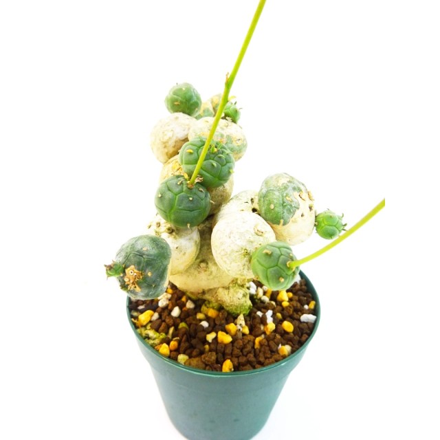 ユーフォルビア 玉鱗宝 Euphorbia globosa