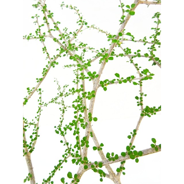 ユーフォルビア デニシー Euphorbia denisi...