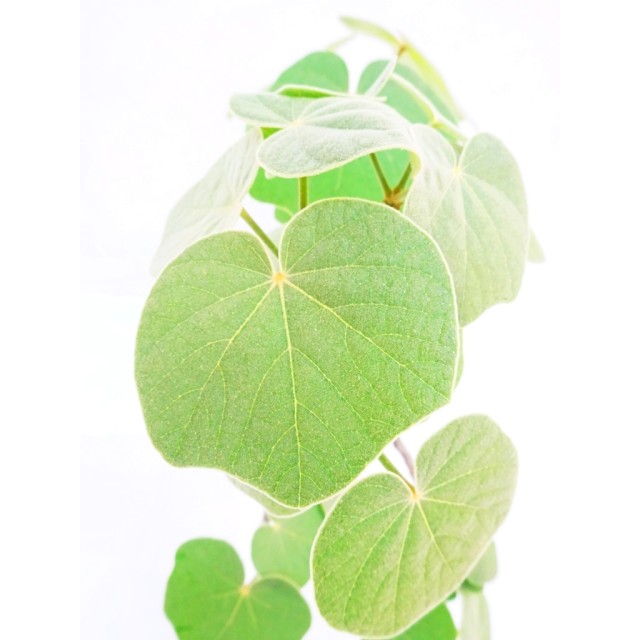 フィルミアーナ パレンス Firmiana pallens...