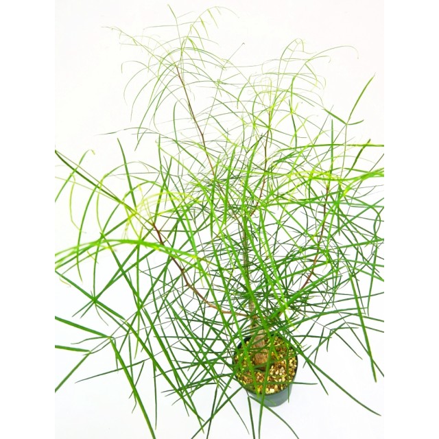 ブルセラ パラドクサ Bursera paradoxa
