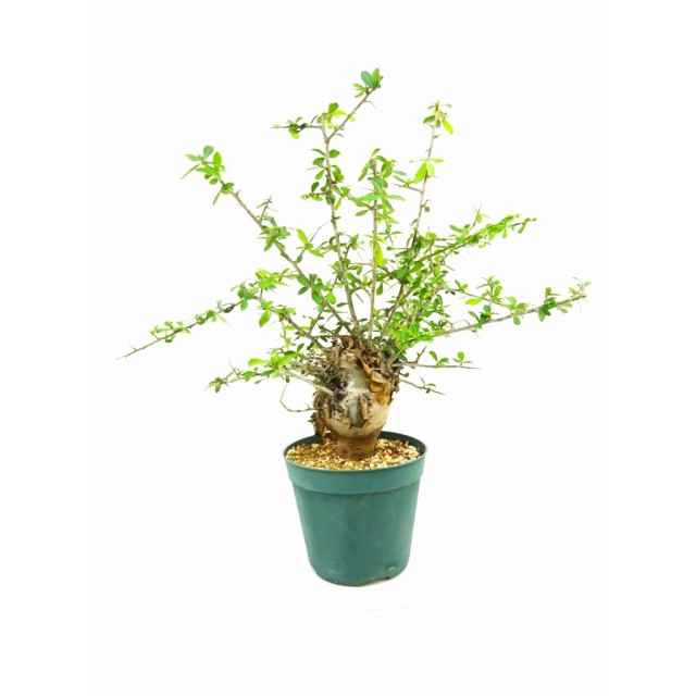 コミフォラ ハベシニカ Commiphora habessi...