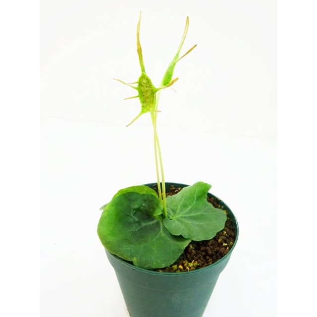 ドルステニア バルニミアーナ Dorstenia ba...