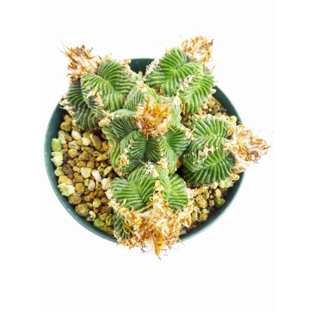 アズテキウム 紅籠 Aztekium valdezii