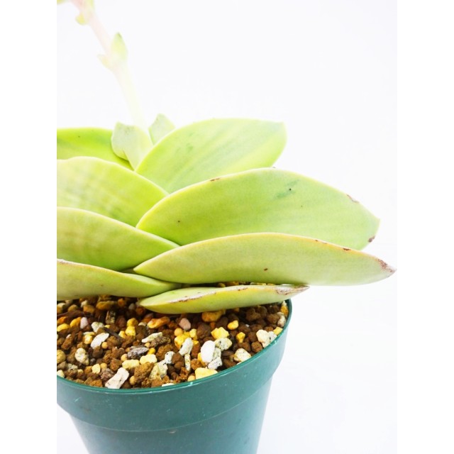 クラッスラ 神刀錦 黄斑 Crassula perfolia...