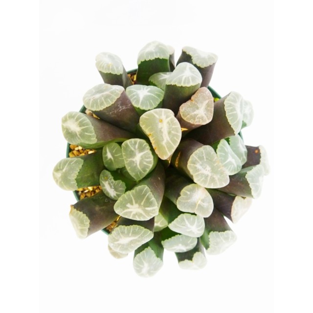 ハオルチア 万象 Haworthia maughanii