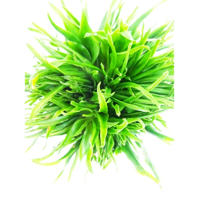 ドラセナ コンパクタ 綴化 Dracaena dereme...