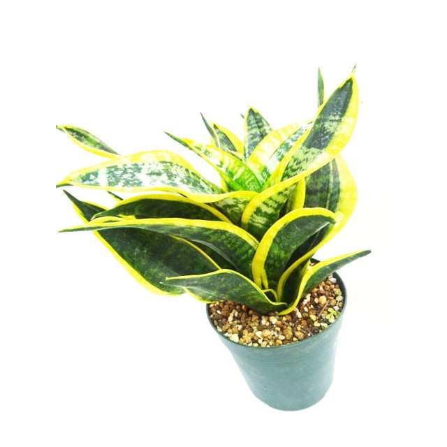 サンセベリア 渦巻ハニー Sansevieria trif...