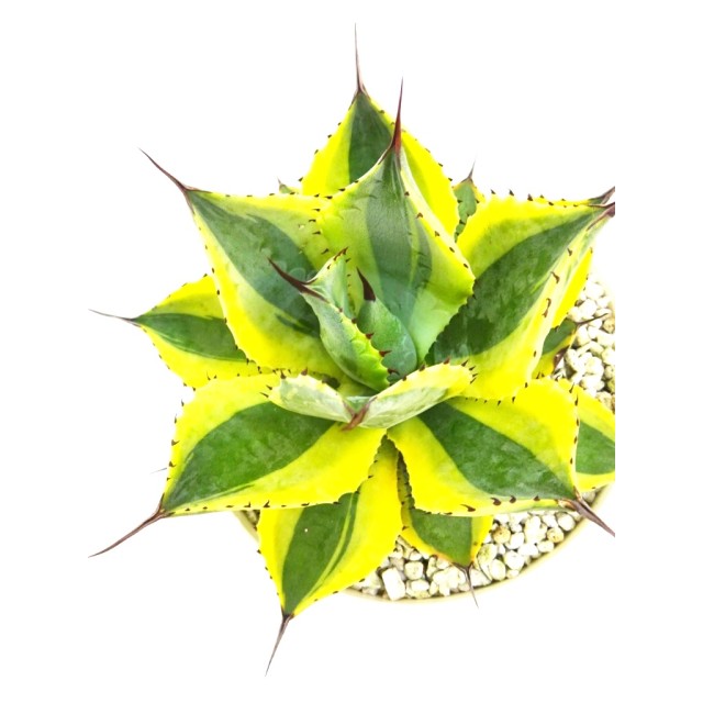 アガベ 風雷神 季節冴え鮮明黄深覆輪 Agave...