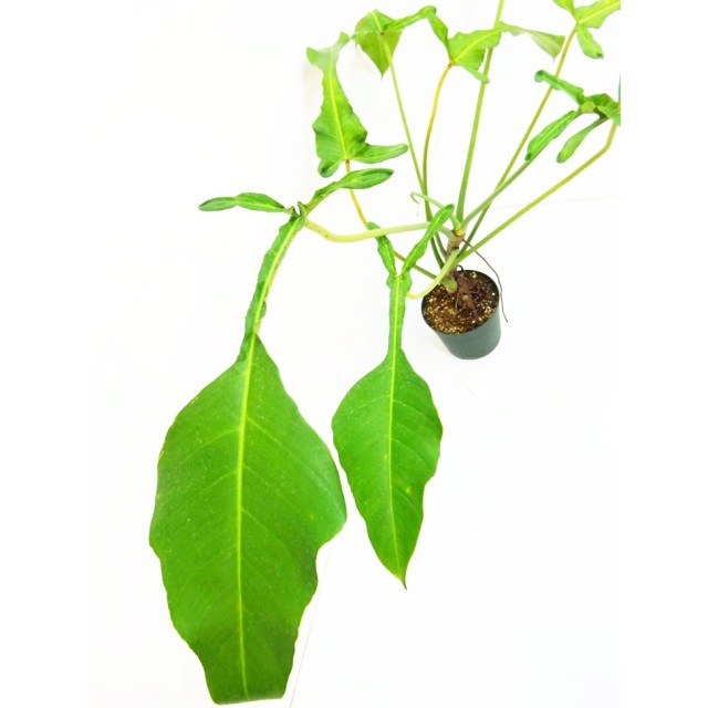 フィロデンドロン ジョエピー Philodendron...