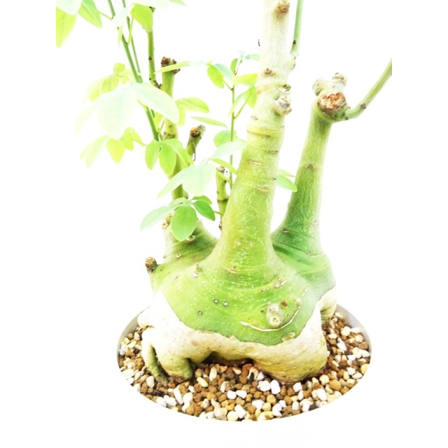 アデニア グラウカ Adenia glauca