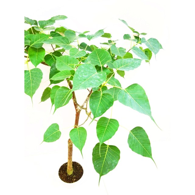 フィカス インド菩提樹 Ficus religiosa