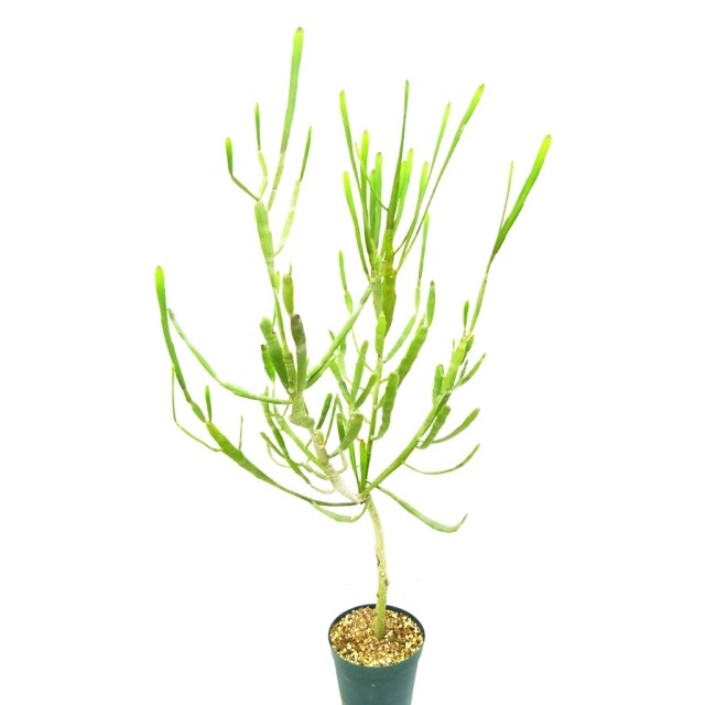 ユーフォルビア エンテロフォラ 細茎 Eupho...