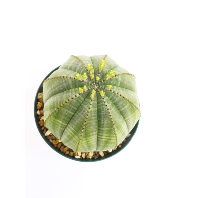 ユーフォルビア オベサ Euphorbia obesa