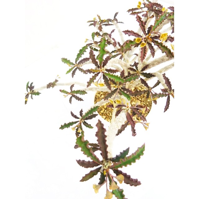 ユーフォルビア カップサインテマリエンシ...