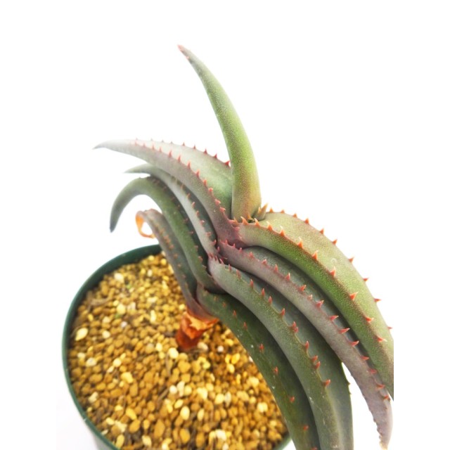 アロエ イネクスペクタータ Aloe inexpecta...