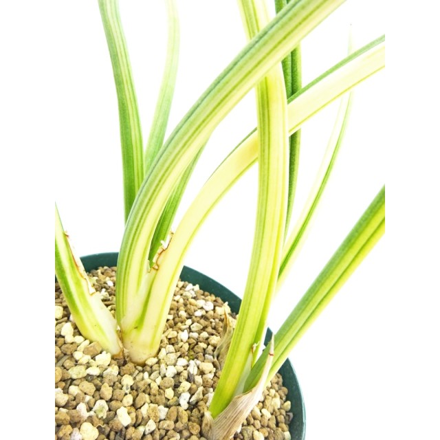 サンセベリア カナリキュラータ ドワーフ錦...