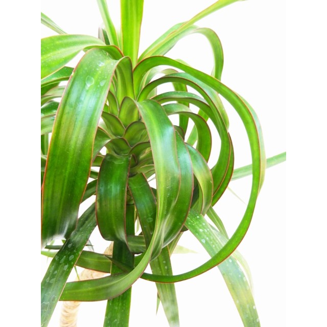 ドラセナ コンシンネ トルネード Dracaena...