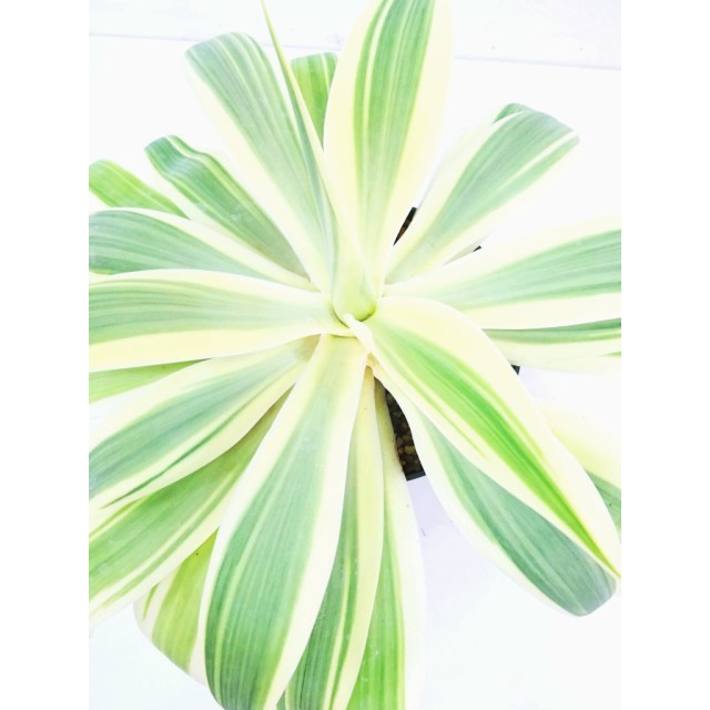 アガベ アテナータ 特白斑入り Agave atten...