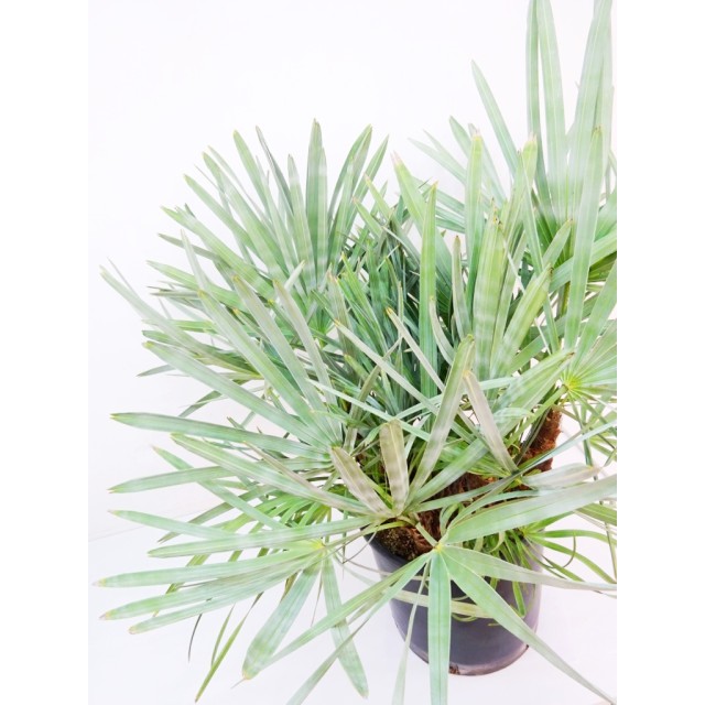 セレノア レペンス Serenoa repens