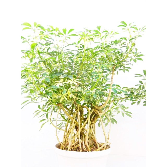 シェフレラ ちびすけ 白斑 Schefflera arbo...