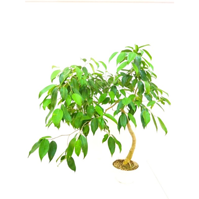 フィカス カージー Ficus kurzii