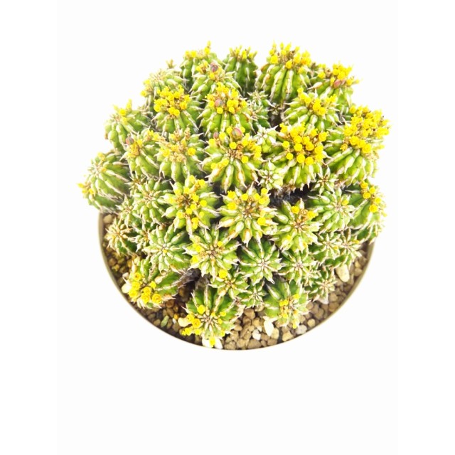 ユーフォルビア セプルタ Euphorbia sepult...
