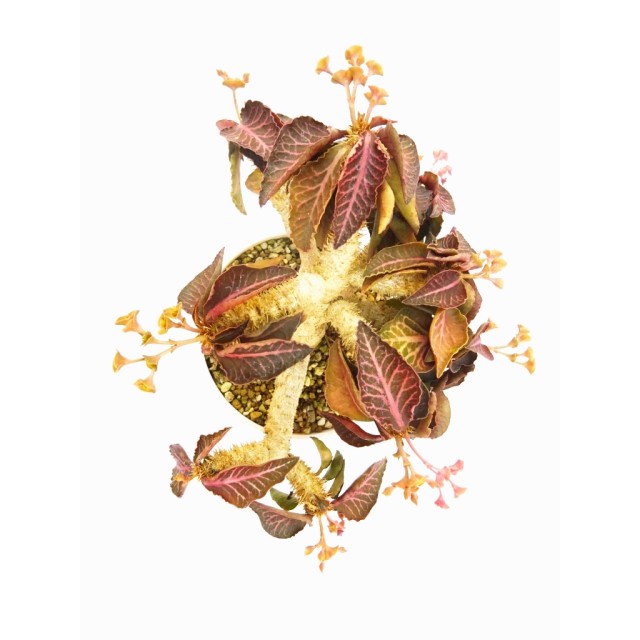 ユーフォルビア フランコイシー Euphorbia...