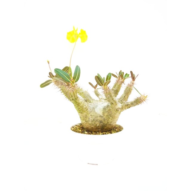 パキポディウム カクティペス Pachypodium...