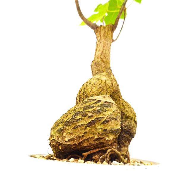 ブラキキトン ビドウィリー Brachychiton b...