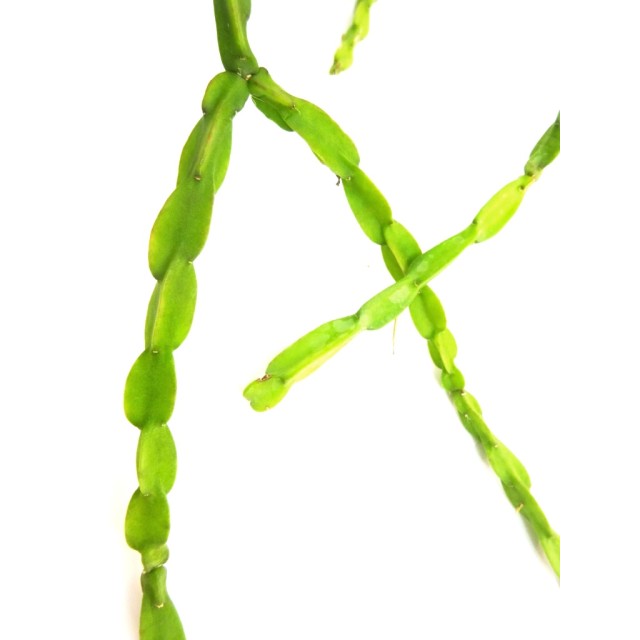 リプサリス パラドクサ Rhipsalis paradoxa