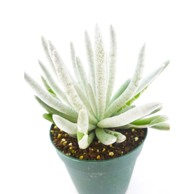 セネキオ スカポサス Senecio scaposus