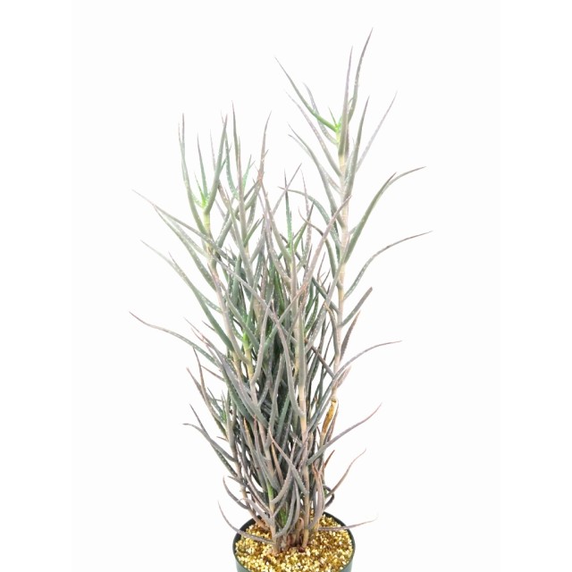 アロエ アンタンドロイ Aloe antandroi
