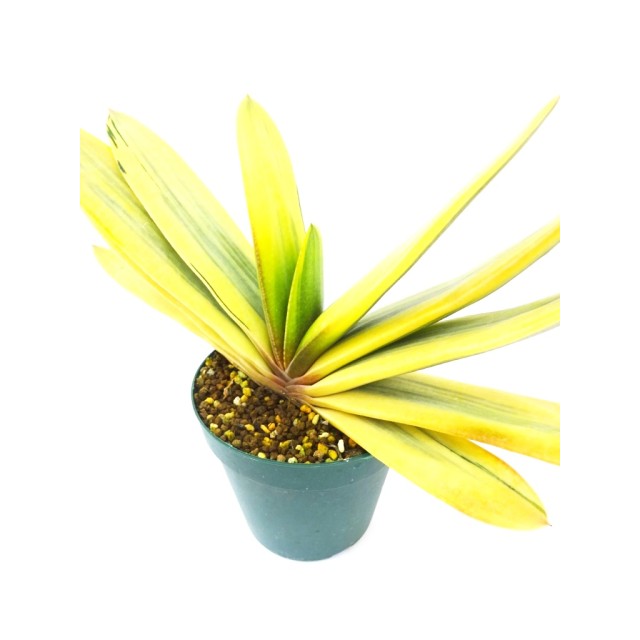 ガステリア 聖牛殿錦 Gasteria sp.'Variega...