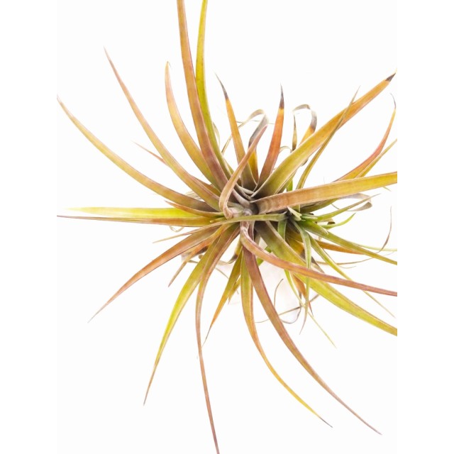 チランジア ノヴァキー Tillandsia novakii