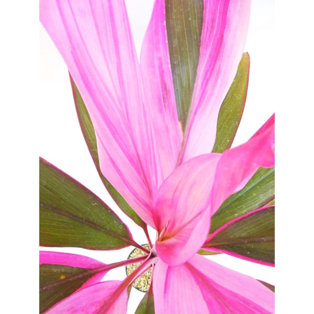 コルディリネ ターミナリス ピンクプリンセ...