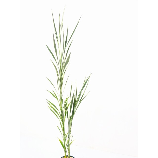 ドラセナ サンデリアーナ セレス Dracaena...