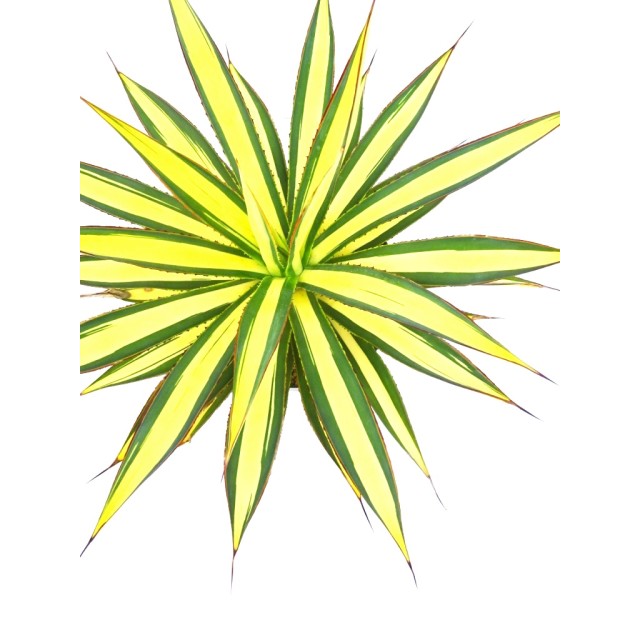 アガベ ブルーグロー クリーム中斑 Agave '...