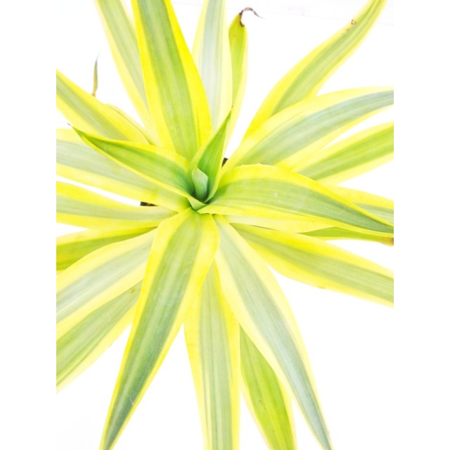 アガベ ディスメティアーナ 黄糊斑 Agave d...