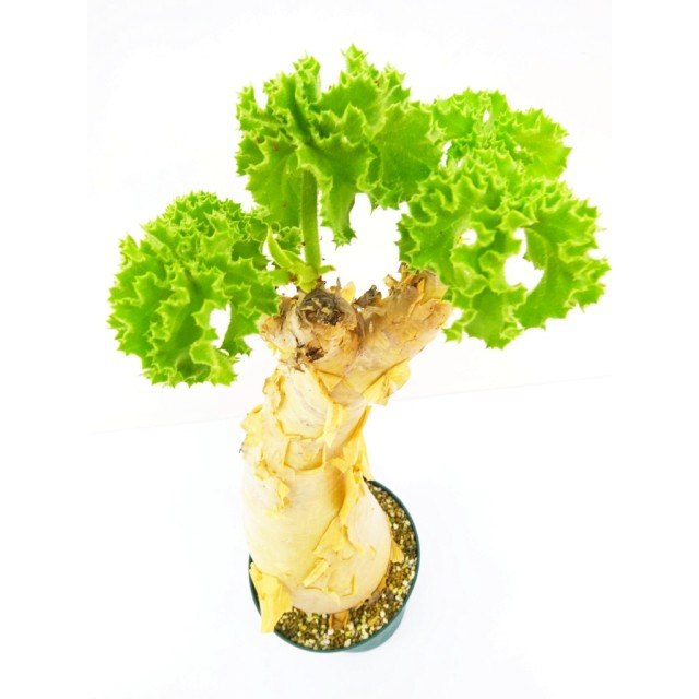 キフォステンマ ウター Cyphostemma uter