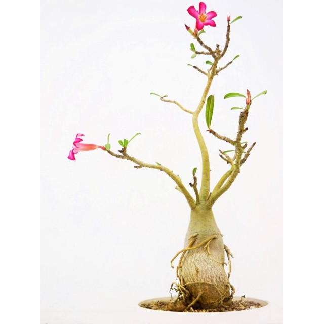 アデニウム ソマレンセ Adenium somalense...