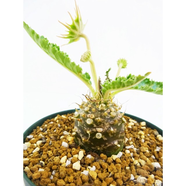 ドルステニア ラブラノス 23877 Dorstenia...