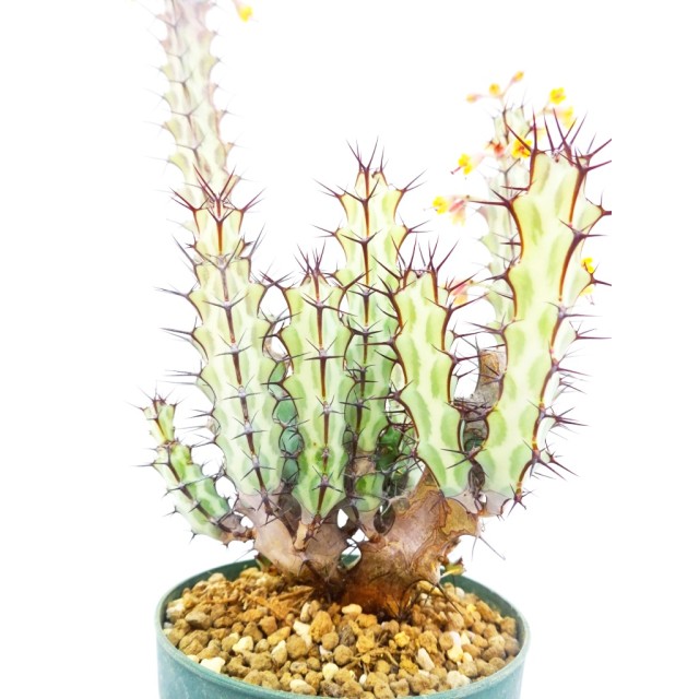 ユーフォルビア グリーンウェイ Euphorbia...