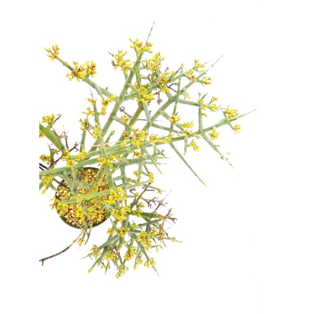 ユーフォルビア スピネア Euphorbia spinea