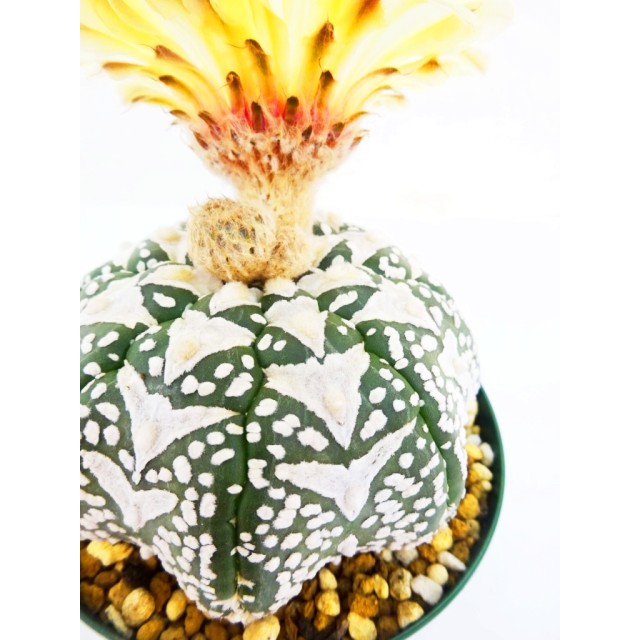 アストロフィツム 兜丸 改 Astrophytum ast...