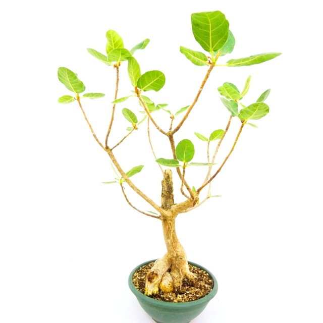 フィカス グルモーサ Ficus glumosa