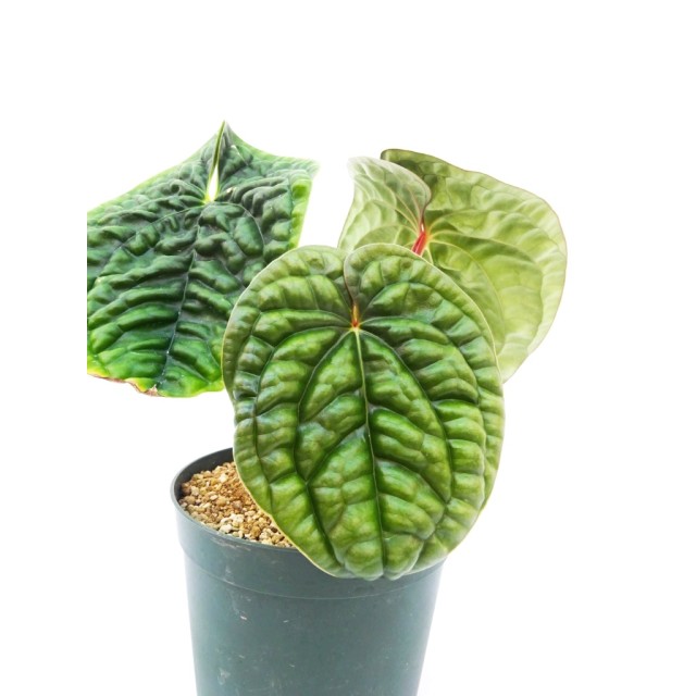 アンスリウム ルクスリアンス Anthurium lu...