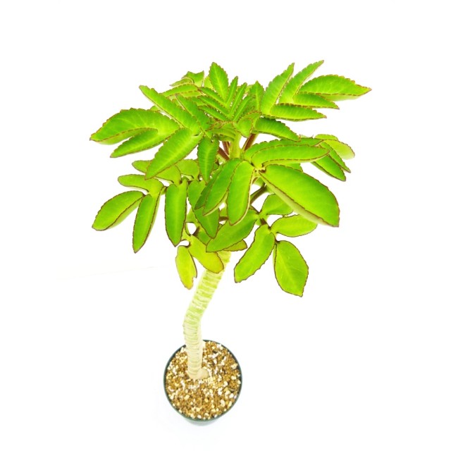カランコエ 五節の舞 Kalanchoe prolifera