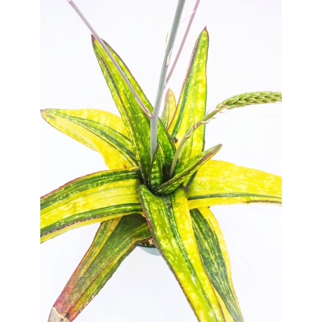 ガステリア 春鶯囀 交配錦 Gasteria batesi...