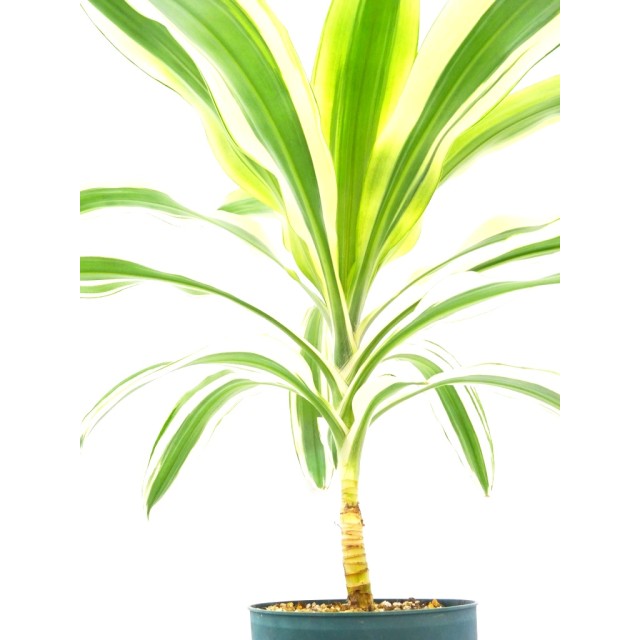 ドラセナ フラグランス 白斑 Dracaena frag...